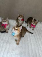 4 britse korthaar kittens, Dieren en Toebehoren, Katten en Kittens | Raskatten | Korthaar, Meerdere dieren, Ontwormd, 0 tot 2 jaar