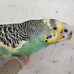 2 vrouwtjes grasparkieten, Dieren en Toebehoren, Vogels | Parkieten en Papegaaien, Vrouwelijk, Parkiet