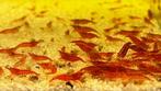 Neocaridina red cherry vuur garnalen, Kreeft, Krab of Garnaal, Zoetwatervis, Schoolvis