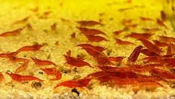 Neocaridina red cherry vuur garnalen  beschikbaar voor biedingen