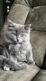 Ragdoll x maine coon kittens racoons mogen nu weg!!!, Poes, Ontwormd