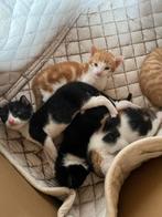 Kittens, Dieren en Toebehoren, Geslacht onbekend, Kortharig, 0 tot 2 jaar