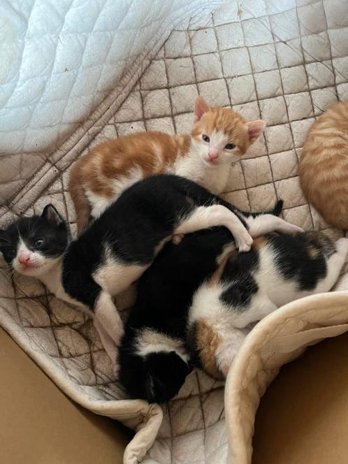 Kittens, Dieren en Toebehoren, Katten en Kittens | Overige Katten, Kortharig, Geslacht onbekend, 0 tot 2 jaar