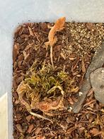 Wimpergekko’s, Hagedis, Met terrarium