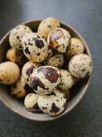 Verse Kwartels eieren, Dieren en Toebehoren, Pluimvee | Toebehoren, Ophalen, Nieuw, Overige typen