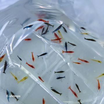 Uitgeselecteerde Neocaridina-garnalenmix – (uitverkocht) beschikbaar voor biedingen