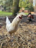 Jonge Brabanter kriel haan, Dieren en Toebehoren, Pluimvee, Mannelijk, Kip