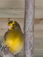 Kanarie man, Mannelijk, Kleurkanarie