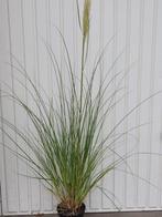 Cortaderia (pampasgras), Ophalen, Zomer, Vaste plant, Siergrassen