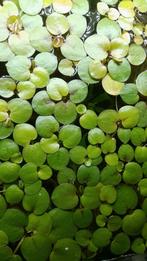 Aquarium drijfplanten 0.50€ PS, Ophalen, Nieuw, Plant(en), Steen of Hout