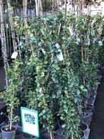 toscaanse jasmijn 180 cm hoog in pot trachelospernum jasmino, Tuin en Terras, Planten | Tuinplanten, Zomer, Klimplanten, Ophalen