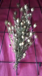 droogbloemen  juffertje in het groen, Ophalen of Verzenden, Nieuw