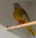 Te koop  splendit pop, Vrouwelijk, Geringd