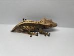 Wimpergekko’s 1.1.0, Dieren en Toebehoren, Hagedis, Tam, 3 tot 6 jaar