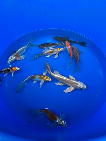 Butterfly koi mix beschikbaar voor biedingen