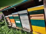 Bijenvolk voor bestuiving, Ophalen of Verzenden