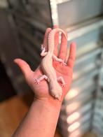 1.0 diablo blanco luipaardgekko, Hagedis, 0 tot 2 jaar