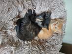 Boederij kittens, Meerdere dieren, Kortharig, 0 tot 2 jaar