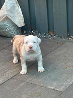 American Bully XL pup, Parvo, 8 tot 15 weken, Groot, Meerdere