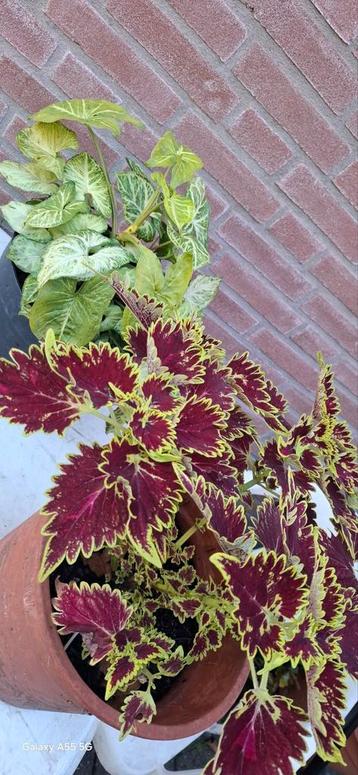 Siernetel,alleen ophalen  beschikbaar voor biedingen