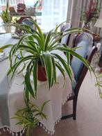 Graslelie met stekken, Huis en Inrichting, Kamerplanten, Ophalen of Verzenden