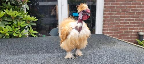 Zijdehoen showgirl kriel haan van 2024, Dieren en Toebehoren, Pluimvee, Kip, Mannelijk