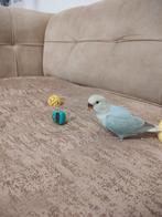 2 agopornis+ kooi dweergpapagai, Dieren en Toebehoren, Vogels | Parkieten en Papegaaien