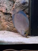 Te koop discusvissen en maanvis, Vis