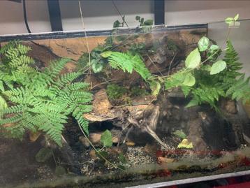 Mooi groot paludarium met waterval beschikbaar voor biedingen