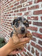 Prachtige jack-russel pups hove/belgie, Dieren en Toebehoren, België, Particulier, Jack Russell Terriër, Meerdere