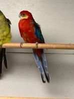 Stanley rosela, Dieren en Toebehoren, Vogels | Parkieten en Papegaaien, Meerdere dieren, Parkiet, Geringd