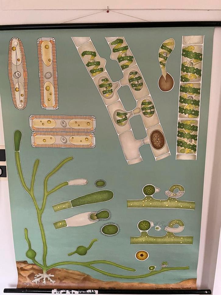 Schoolplaat Algen - Jung Koch Quentell, Antiek en Kunst, Antiek | Schoolplaten, Natuur en Biologie, Ophalen of Verzenden