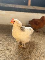 Cochin kriel x Faverolle haantje, Dieren en Toebehoren, Pluimvee, Mannelijk, Kip