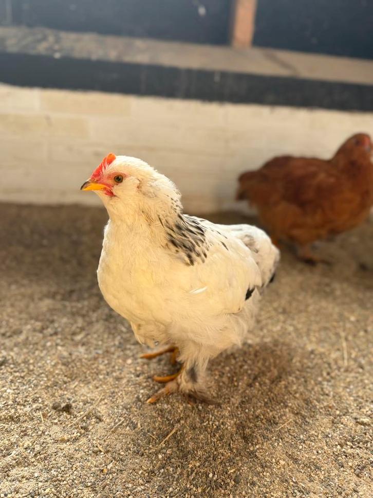 Cochin kriel x Faverolle haantje, Dieren en Toebehoren, Pluimvee, Kip, Mannelijk