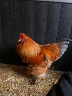 Jonge Brahma Haan, Dieren en Toebehoren, Pluimvee, Mannelijk, Kip