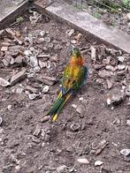 Koppel turquoisine parkieten opaline te koop, Dieren en Toebehoren, Vogels | Parkieten en Papegaaien, Meerdere dieren, Parkiet