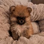 Pomeriaan pup teefje. Mag het nest verlaten., 8 tot 15 weken, Meerdere, Meerdere dieren, Nederland