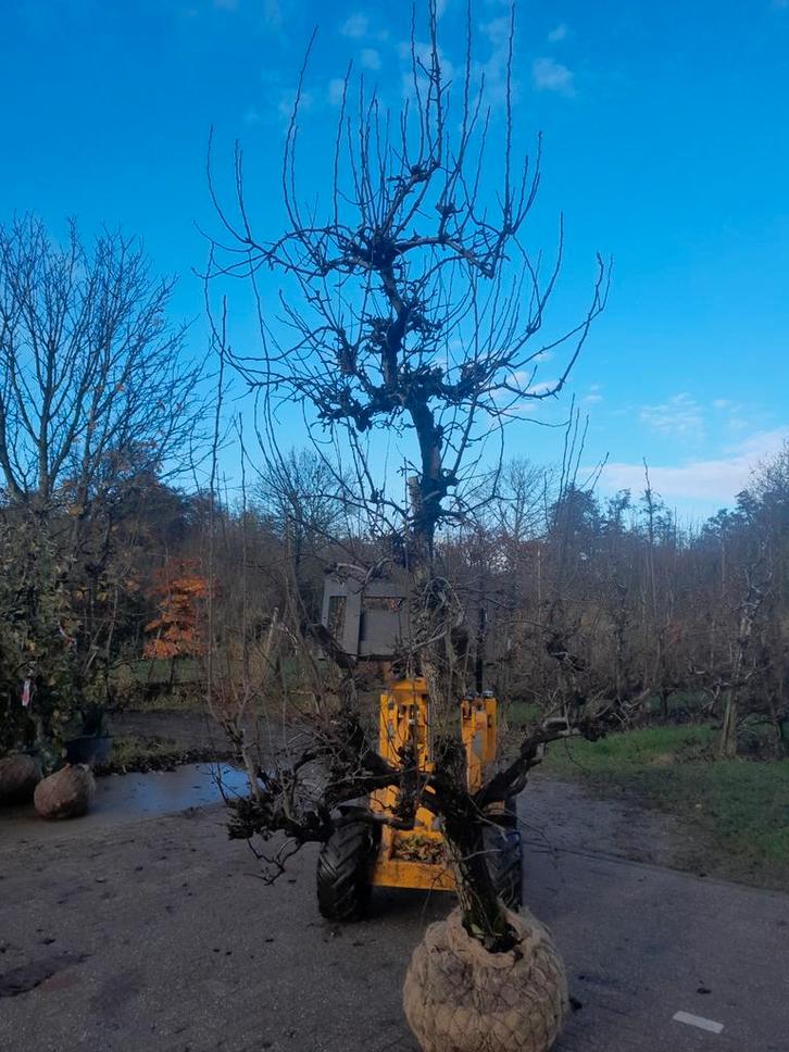 Oude fruitbomen, Tuin en Terras, Planten | Bomen, Ophalen
