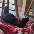 Kruising Devon Rex gecastreerde kater, 11 maanden oud, Dieren en Toebehoren, Kater, Kortharig, 0 tot 2 jaar