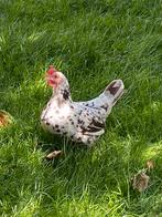 Gezocht: piep klein kriel kip, Dieren en Toebehoren, Pluimvee, Vrouwelijk, Kip