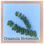 10. crassula hottentot stekje €1,25, Ophalen of Verzenden, Halfschaduw, Minder dan 100 cm
