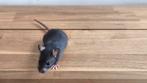 Kleine wondertjes zoeken een nieuw thuis, Dieren en Toebehoren, Knaagdieren, Juni, Meerdere dieren, Rat