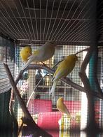 Kanaries, Dieren en Toebehoren, Vogels | Parkieten en Papegaaien, Vrouwelijk, Parkiet, Geringd