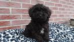 Boomer  pups    (Boomer X dwergpoedel), Parvo, Nederland, Overige rassen, 8 tot 15 weken