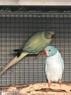 Halsbanden Opaline Bleekstaart 2025 geringd met DNA, Dieren en Toebehoren, Meerdere dieren, Parkiet, Geringd