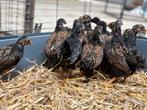 Barnevelder kriel zilver en dubbelgezoomd, Dieren en Toebehoren, Pluimvee, Meerdere dieren, Kip