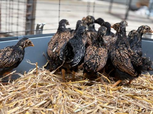 Barnevelder kriel zilver en dubbelgezoomd, Dieren en Toebehoren, Pluimvee, Kip, Meerdere dieren