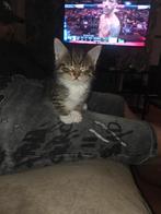 Maincoon kittens, Meerdere dieren, Ontwormd, 0 tot 2 jaar