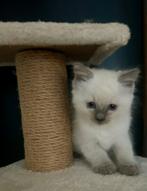 Raszuivere Ragdoll kittens (nog 1 katertje beschikbaar), Meerdere dieren, Gechipt, 0 tot 2 jaar