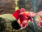 Wild betta hybrid: Nemo Spadetail, Dieren en Toebehoren, Vissen | Aquariumvissen, Vis